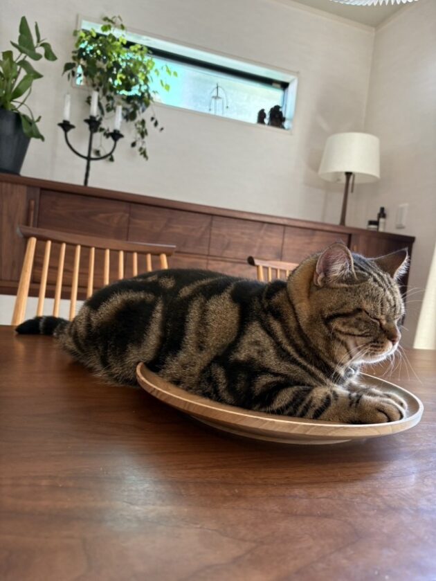 お皿 猫 クルミ